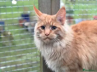 Maine Coon cats Exceptional Maine Coon - Advert 3