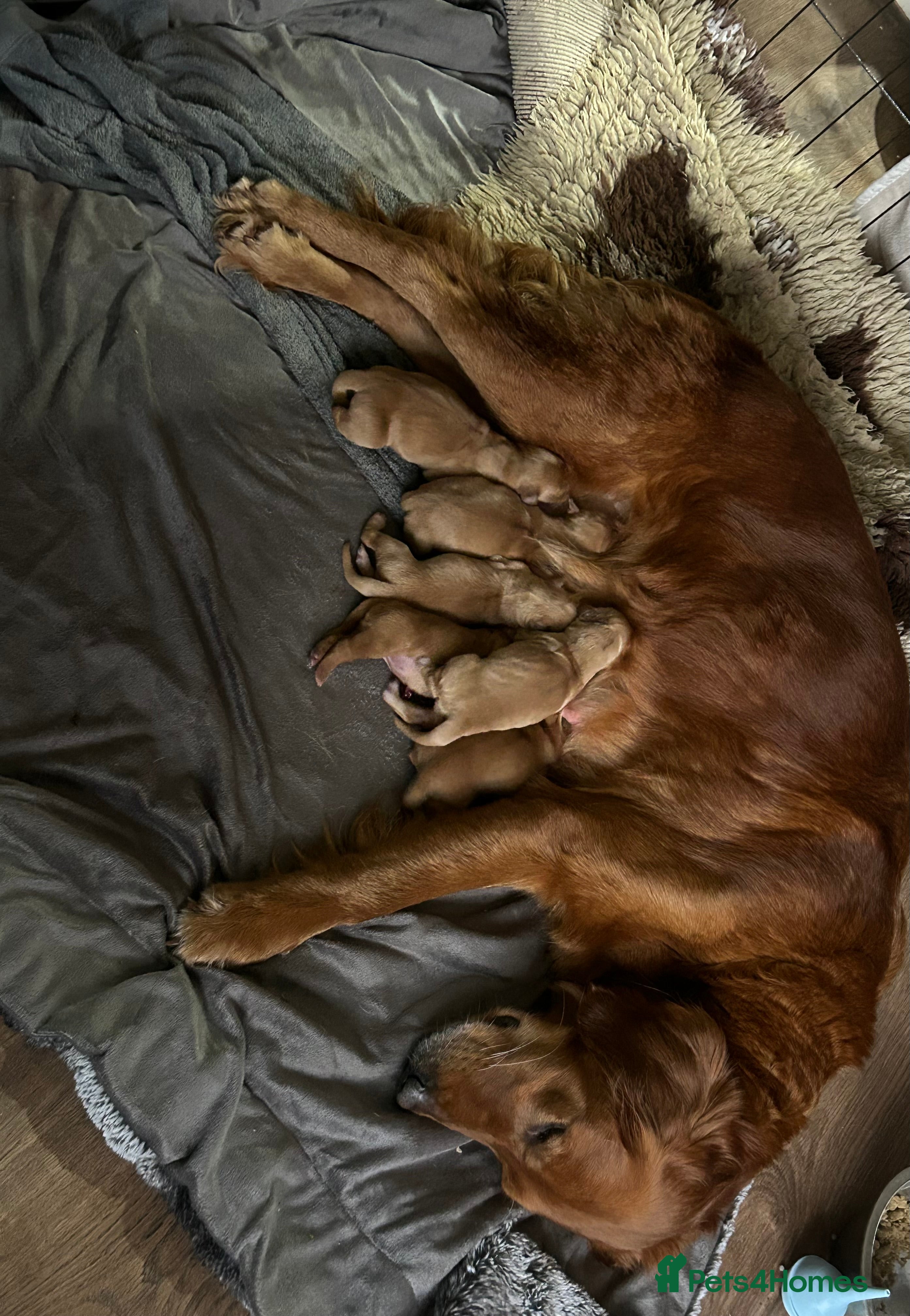Golden Retriever dogs Stunning Dark Red Retreiver Pups  - Advert 1