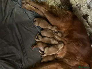Golden Retriever dogs Stunning Dark Red Retreiver Pups - Advert 1
