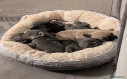 French Bulldog dogs for sale: Beautiful french bulldog puppies  - Advert 15