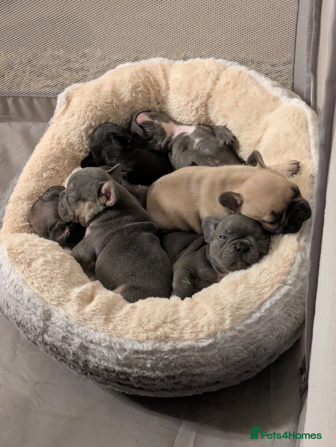 French Bulldog dogs for sale: Beautiful french bulldog puppies  - Advert 15