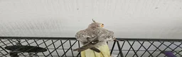 Cockatiels birds for sale: Cockatiel chicks hand tame  - Advert 12