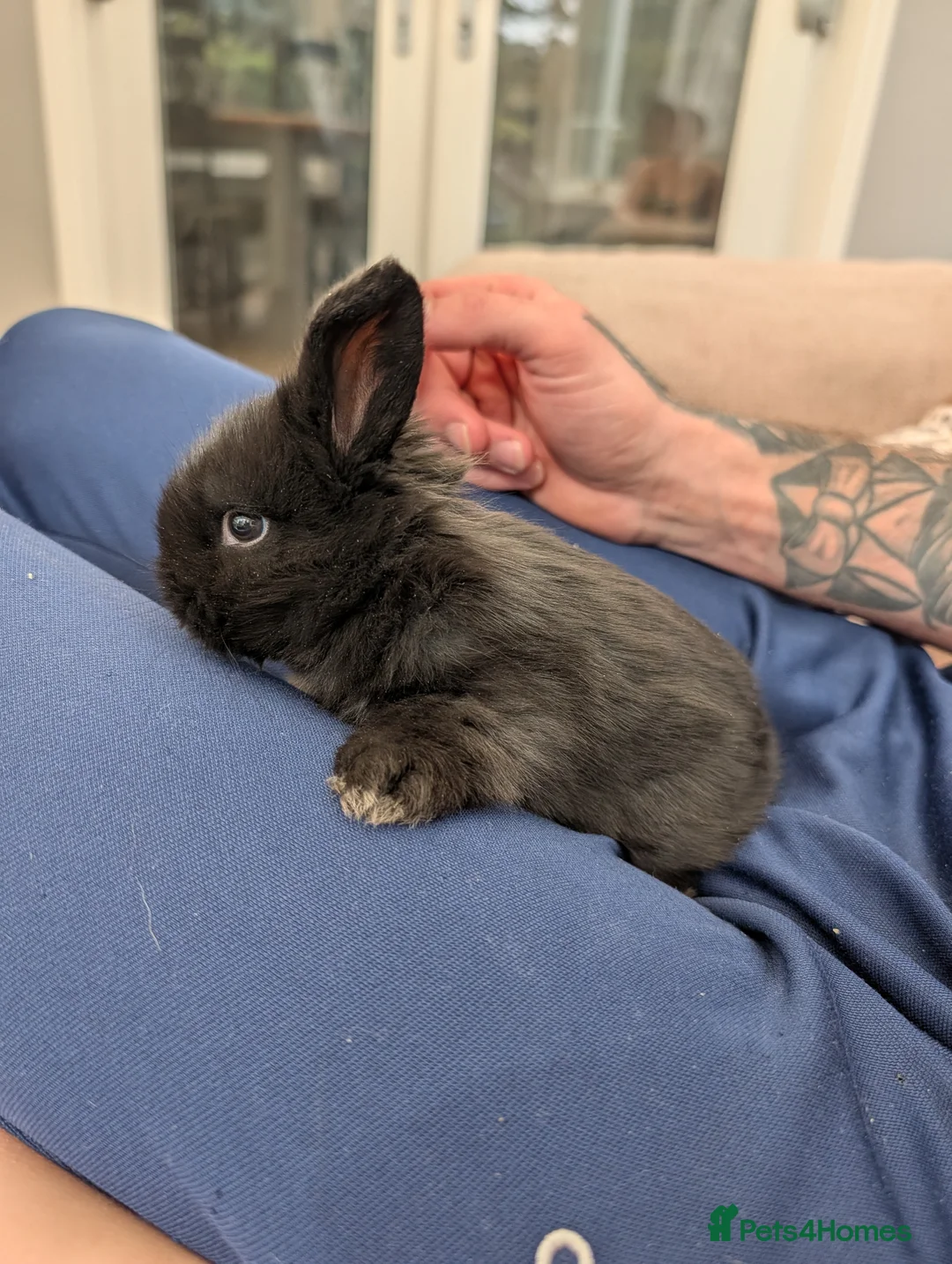 Mini Lion Lop rabbits for sale: mini lion lop babies for sale ✨ - Advert 2