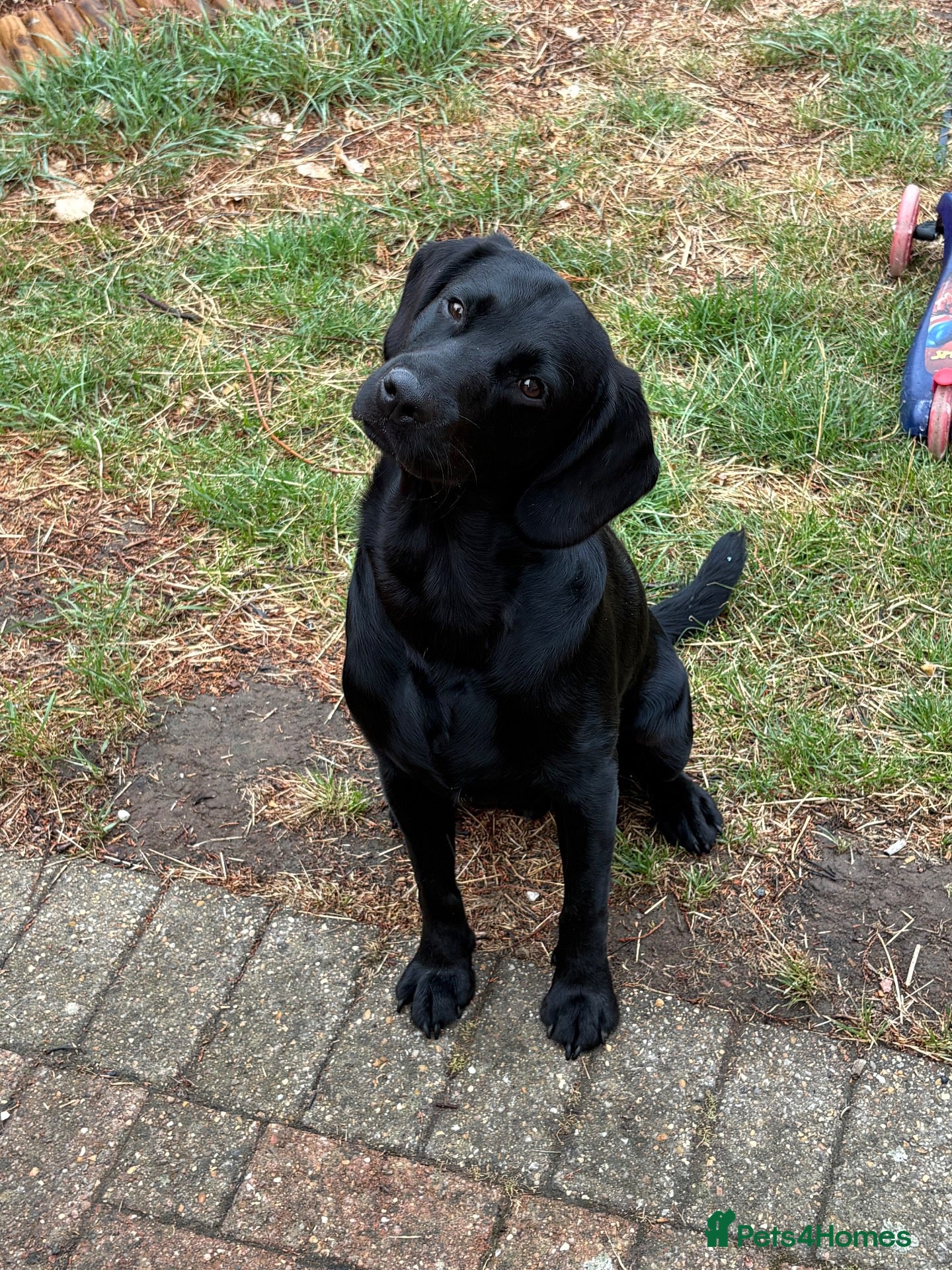 Mixed Breed dogs Labrador x Cocapoo - Advert 15