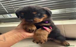 Rottweiler dogs for sale: Rottweiler puppies for sale  - Image 14