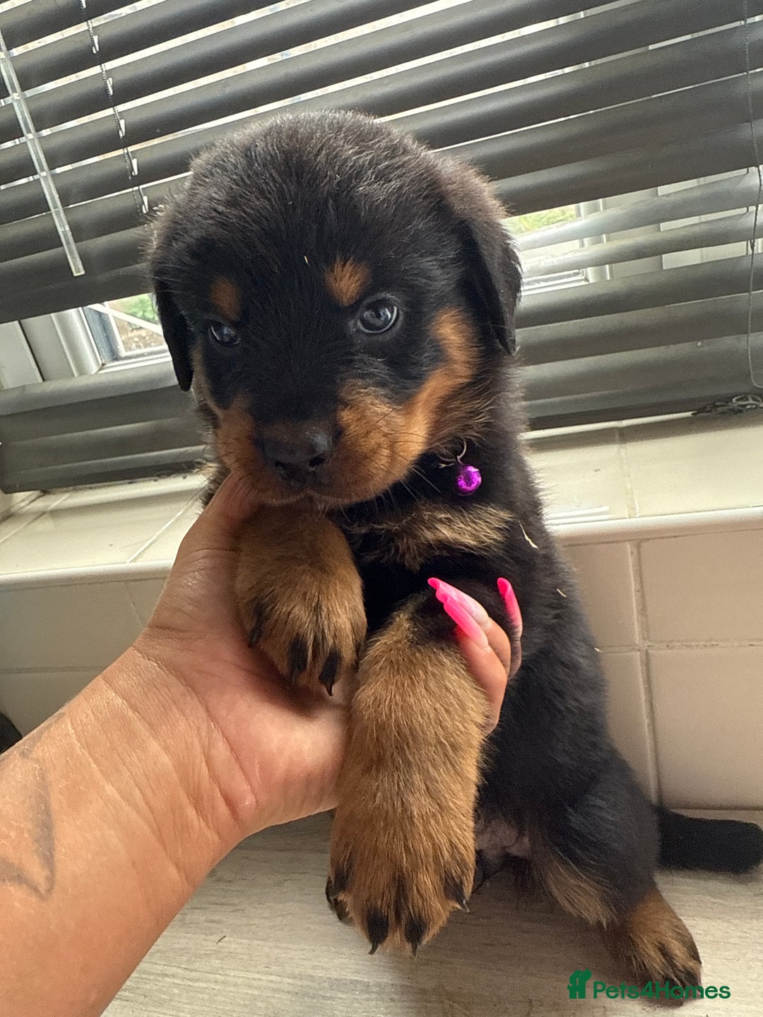Rottweiler dogs for sale: Rottweiler puppies for sale  - Image 14