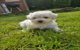 Maltese dogs for sale: ✨️Tiny Maltese. Only 2 boys and 1 girl left✨️ - Image 8