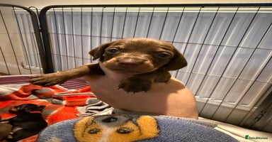 Miniature Dachshund dogs - Advert 2
