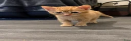 Mixed Breed cats for sale: Adorable little kittens. Mixed breed.  - Advert 7