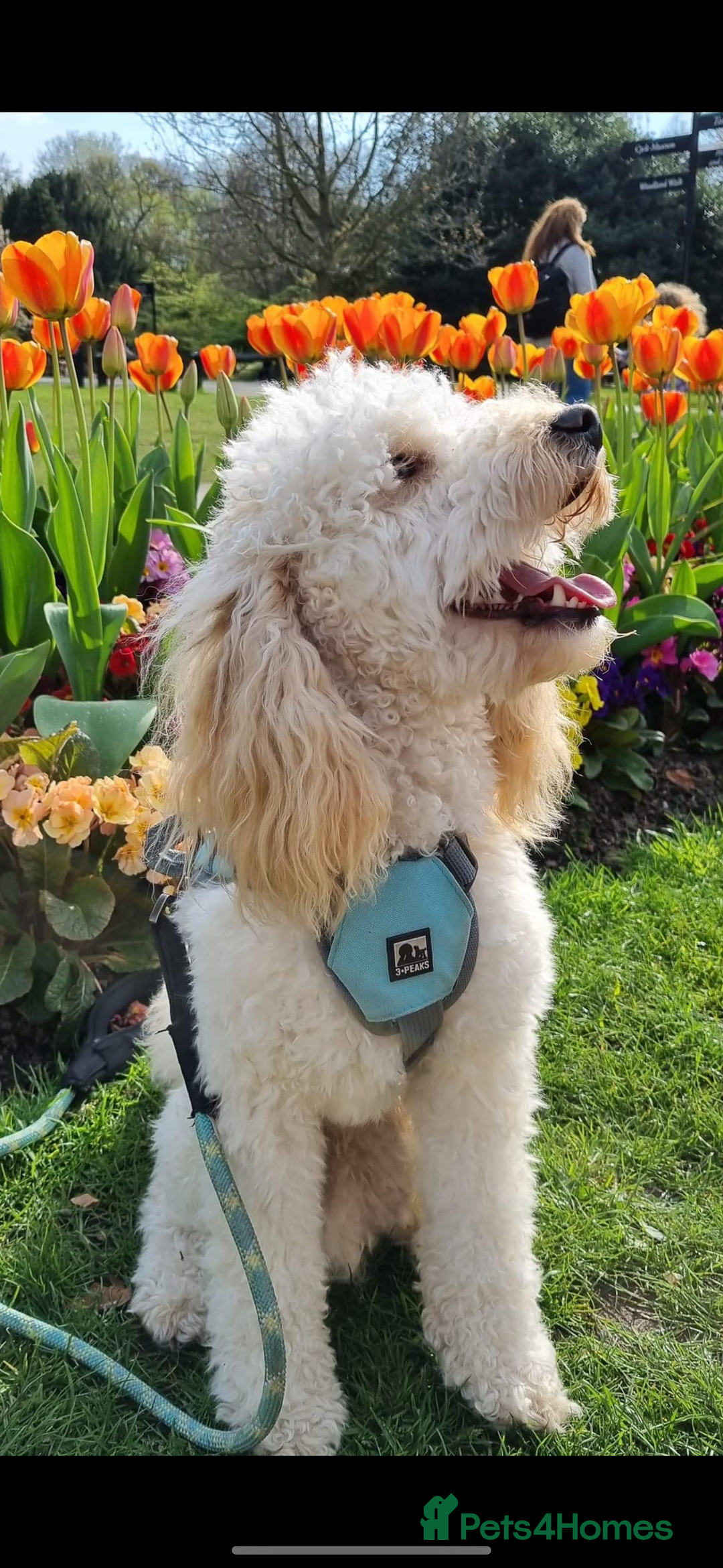 Cavapoochon dogs for sale: 5 cavapoochon puppies looking for forever homes - Image 17