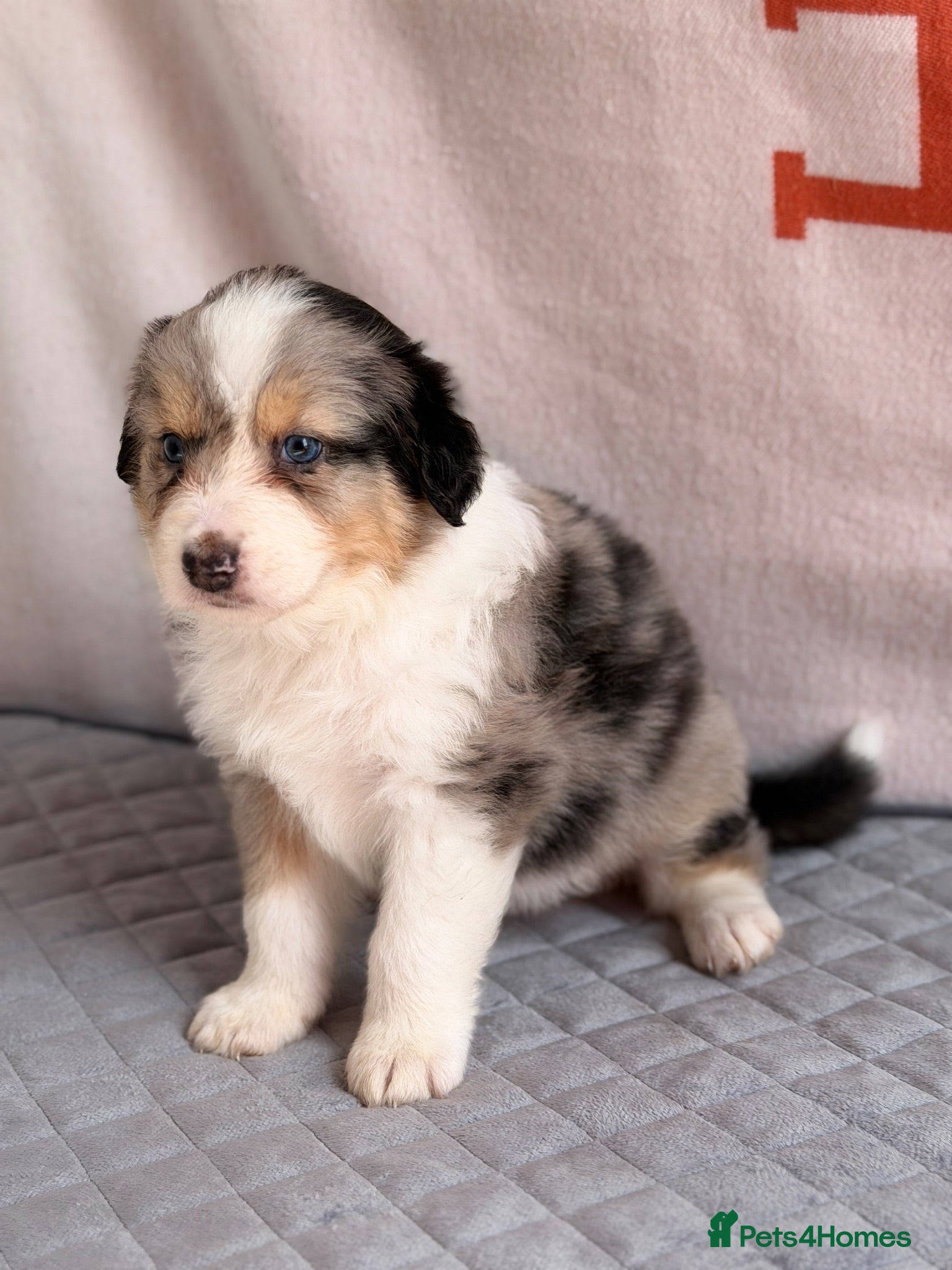 Australian Shepherd dogs Kc Australia shepherd puppies health test parents - Advert 1