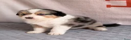 Australian Shepherd dogs for sale: Kc Australia shepherd puppies health test parents - Advert 1