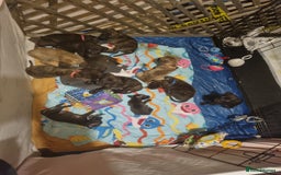 Mixed Breed dogs for sale: 3 boys left! Staff x Puppies  - Image 1