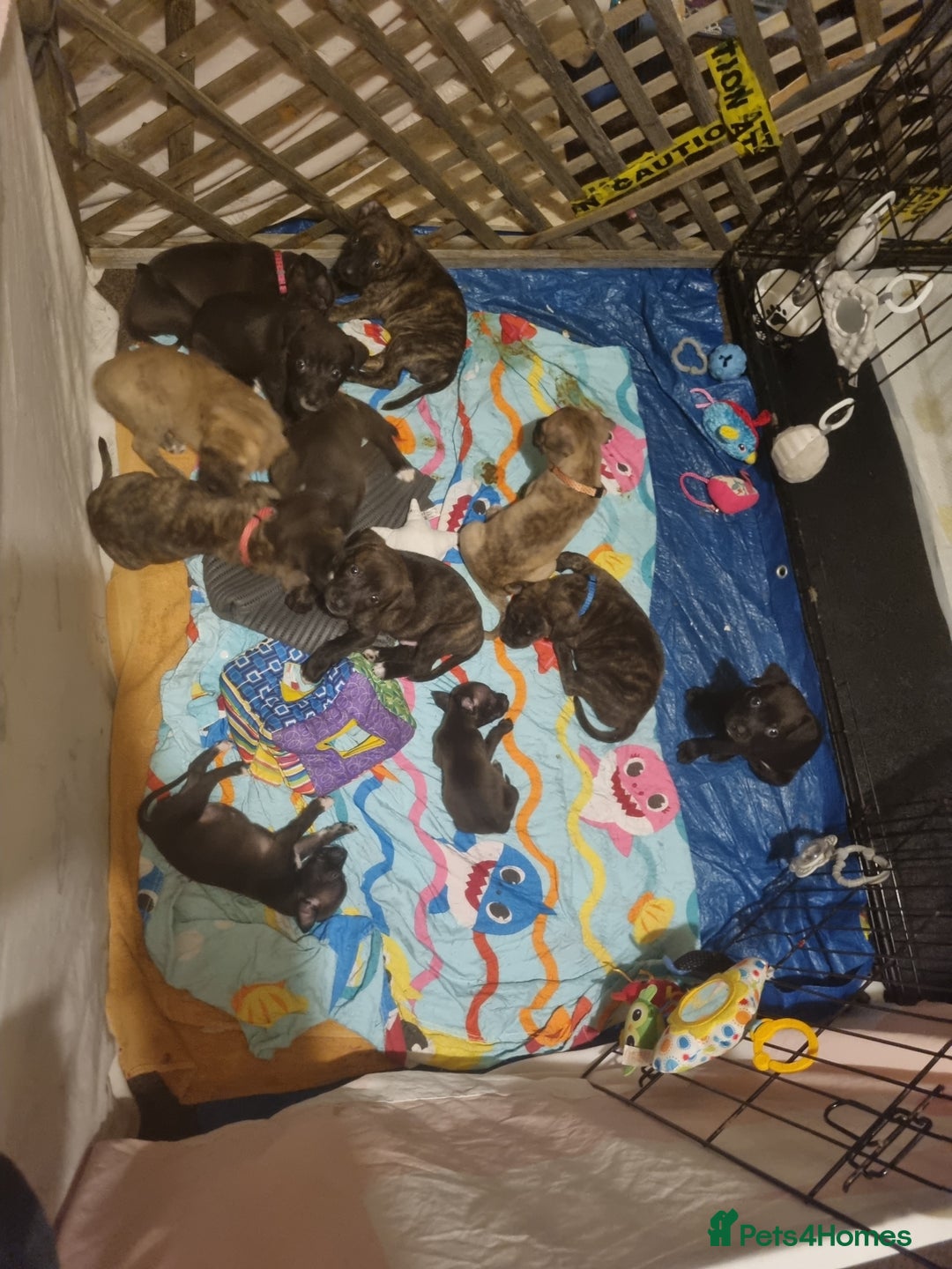 Mixed Breed dogs for sale: 3 boys left! Staff x Puppies  - Image 1