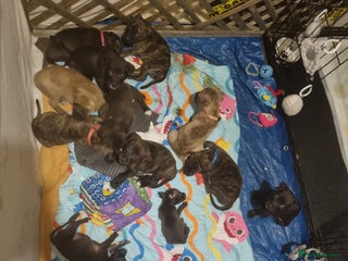 Mixed Breed dogs - Advert 1