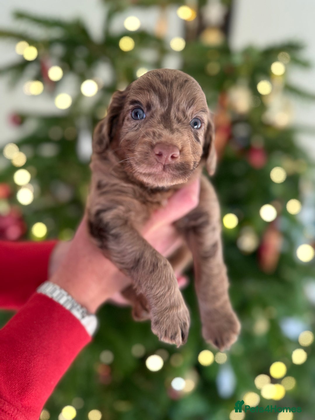 Cockapoo dogs for sale: Beautiful Merle & Black F2 Cockapoo puppies  - Advert 12