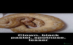 Python Snake reptiles for sale: Royal Pythons and hognose for sale  - Image 1