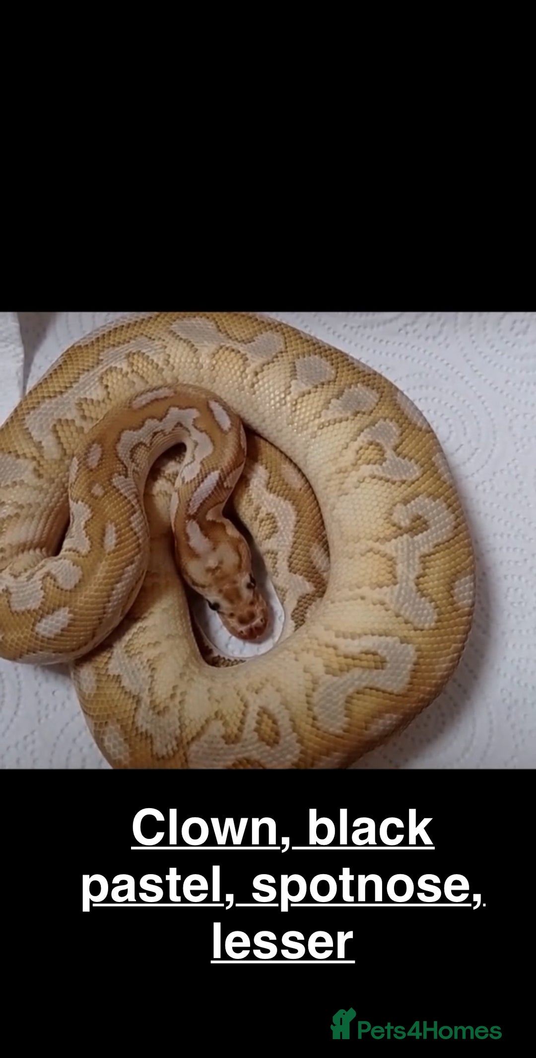 Python Snake reptiles for sale: Royal Pythons and hognose for sale  - Image 1