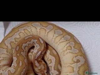 Python Snake reptiles - Advert 1