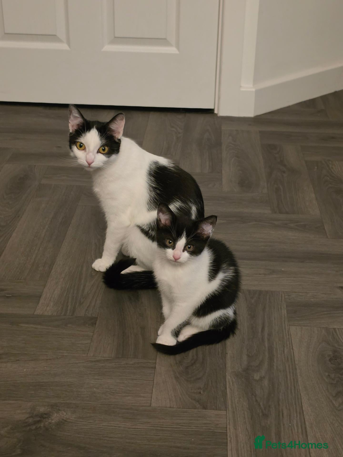 Domestic Shorthair cats 2 Kitten's available  - Advert 1