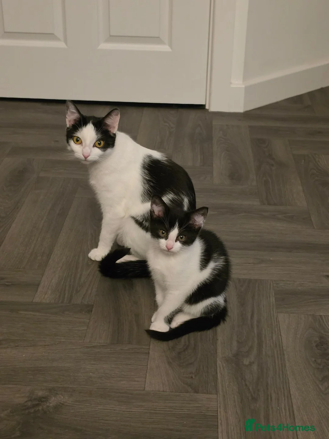 Domestic Shorthair cats for sale: 2 Kitten's available  in Blackpool - Advert 1
