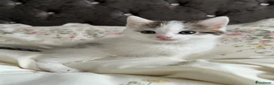 British Longhair Kitten 2