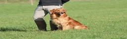 Golden Retriever dogs for stud: Stunning, proven health tested stud dog. - Advert 8