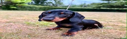 Miniature Dachshund dogs for sale: Exceptional Litter of KC Registered Puppies  - Advert 5