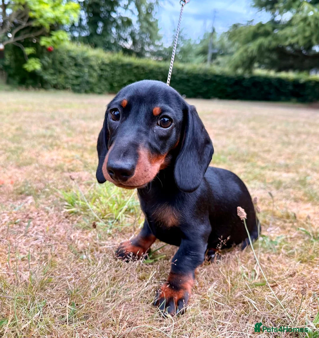 Miniature Dachshund dogs for sale: Exceptional Litter of KC Registered Puppies  - Advert 5
