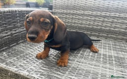 Dachshund dogs for sale: Last 2 wirehaired dachshund boys  - Image 4