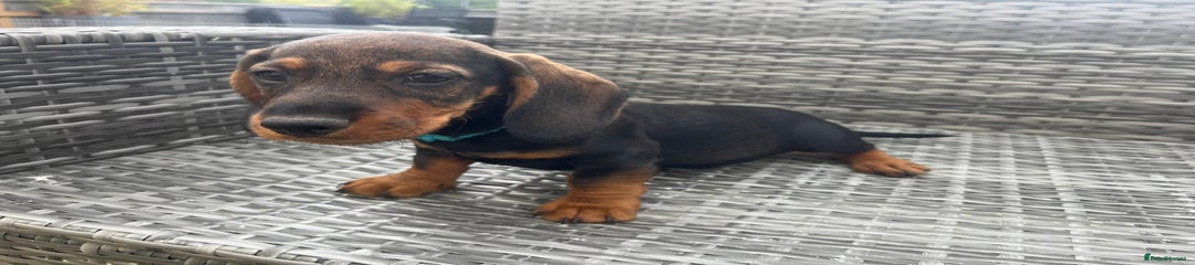 Dachshund Puppy 2