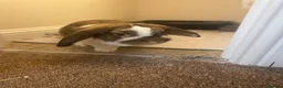 English Lop rabbits for sale: lovely english giant lop  in Norwich - Advert 4