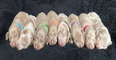 Miniature Dachshund dogs - Advert 16