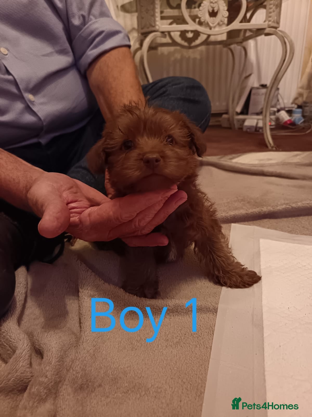Norfolk Terrier dogs Norfolk Terrier Puppies - Advert 1