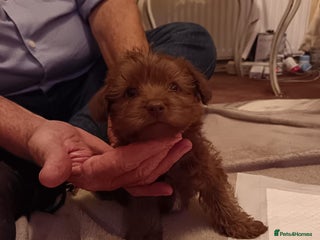 Norfolk Terrier dogs Norfolk Terrier Puppies - Advert 1