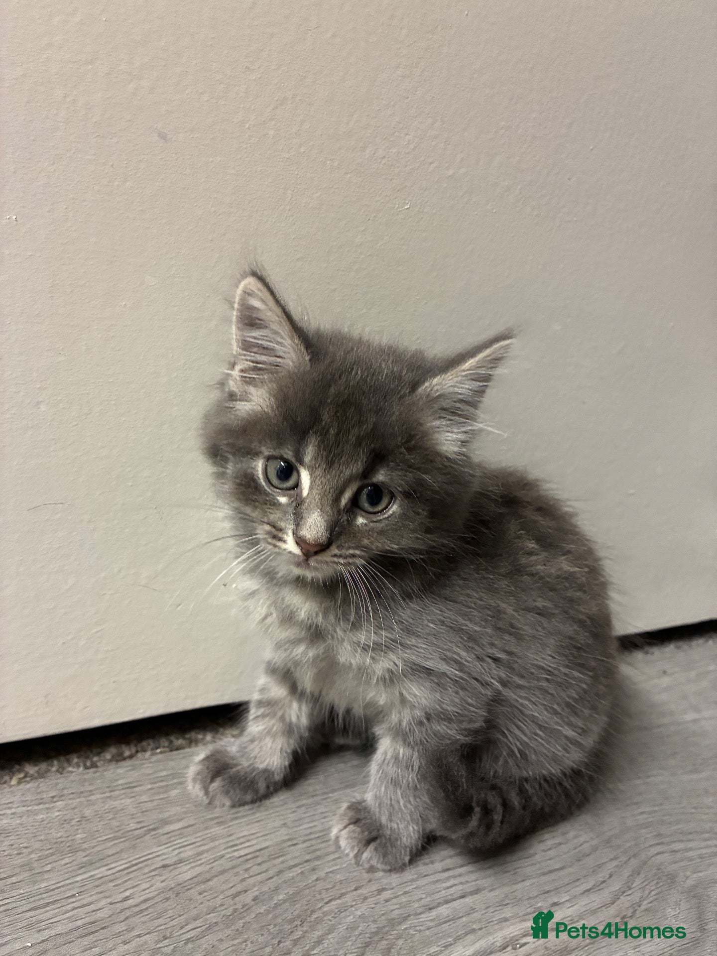 Mixed Breed cats Small fluffy kittens for sale - Advert 3