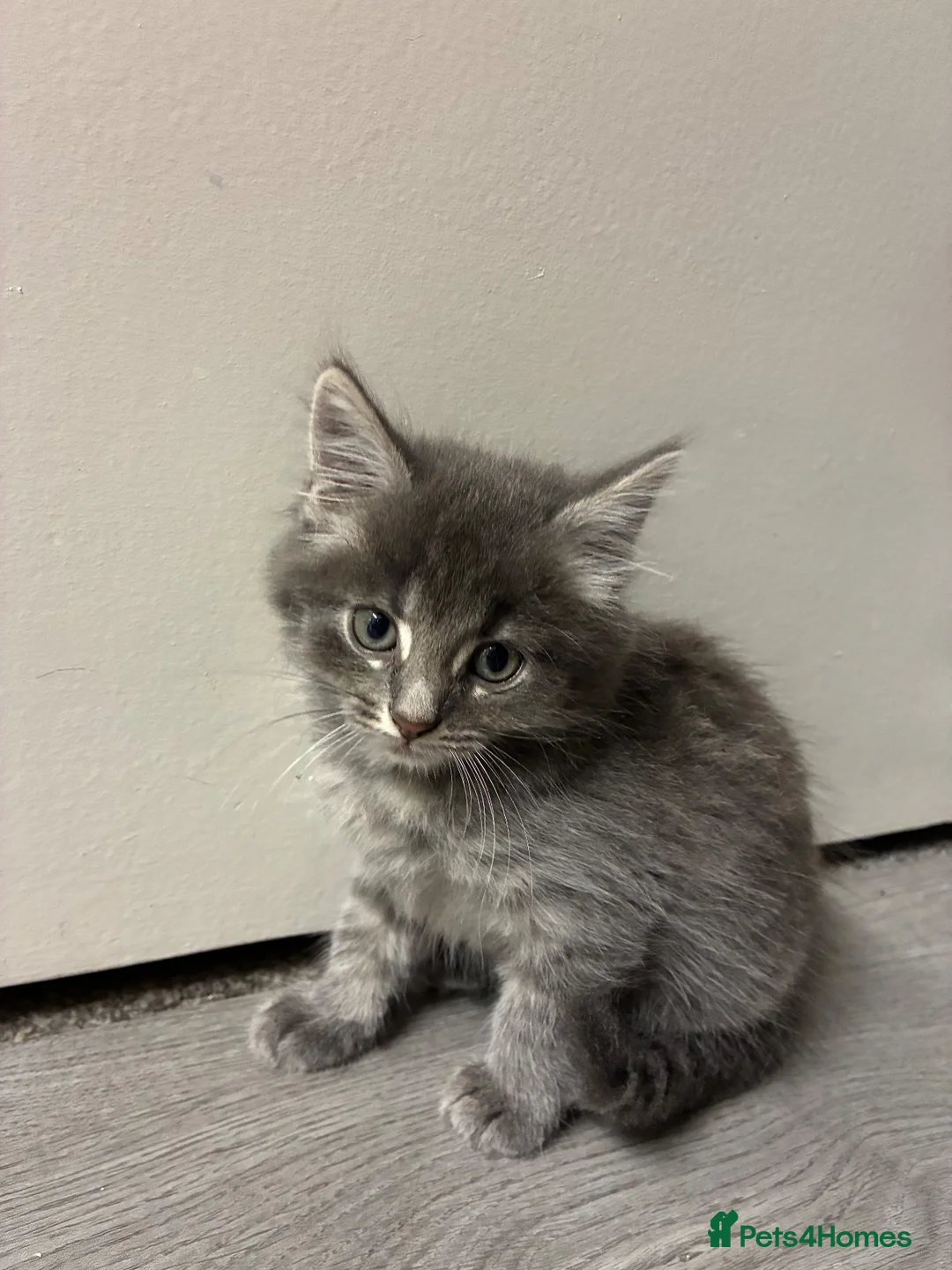 Mixed Breed cats for sale: Small fluffy kittens for sale - Advert 1
