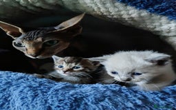 Sphynx cats for sale: For sale I have seven adorable kittens sphynx  - Image 4