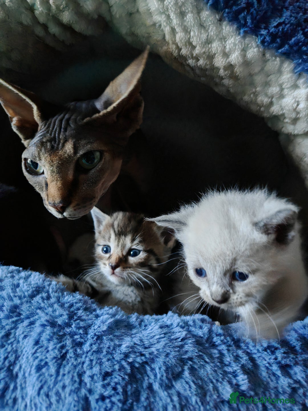 Sphynx cats for sale: For sale I have seven adorable kittens sphynx  - Image 4
