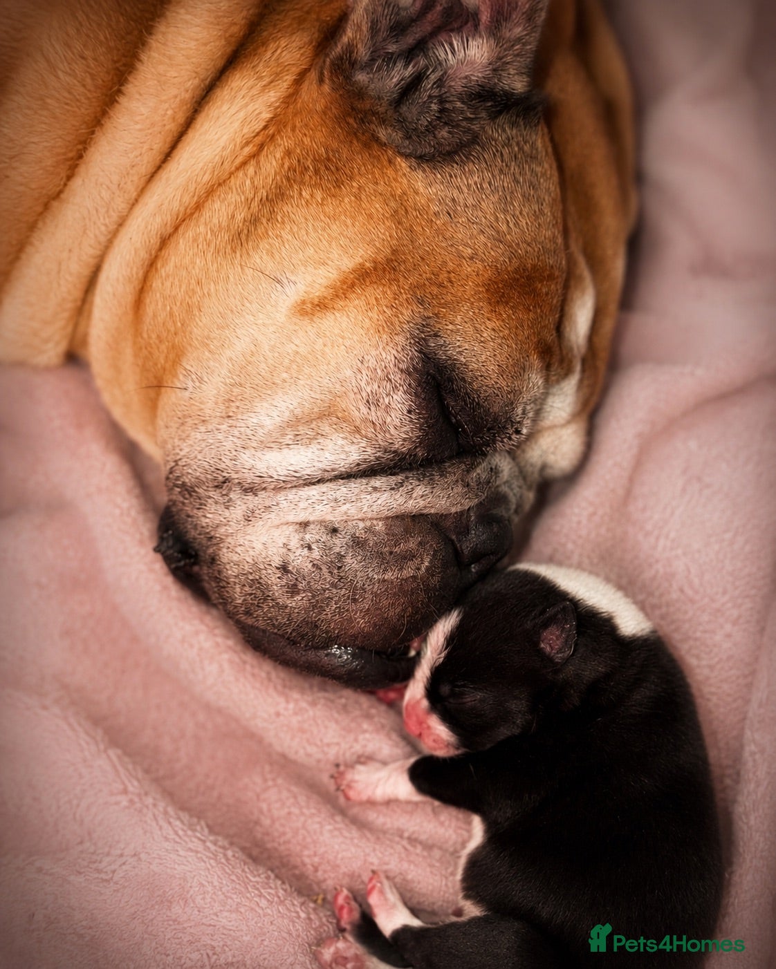 Mixed Breed dogs 🐾BULLDOG X BORDER COLLIE PUPPIES - Advert 2