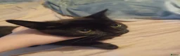 Mixed Breed cats for sale: Kittens - Advert 1