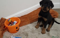 Rottweiler dogs for sale: KC Rottweiler Puppies - Image 15