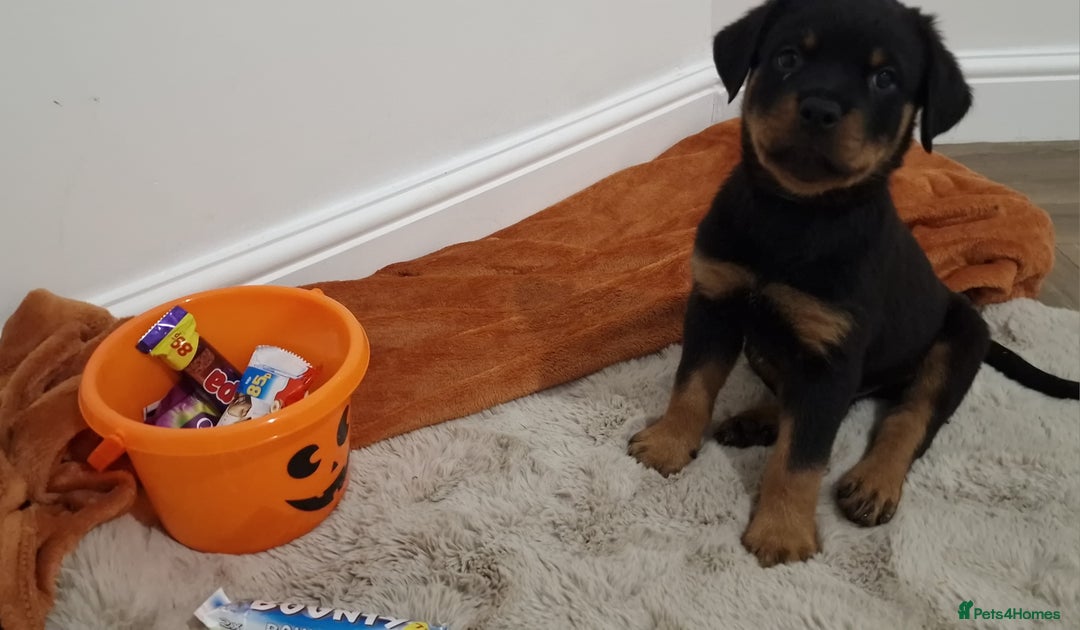 Rottweiler dogs for sale: KC Rottweiler Puppies - Image 15