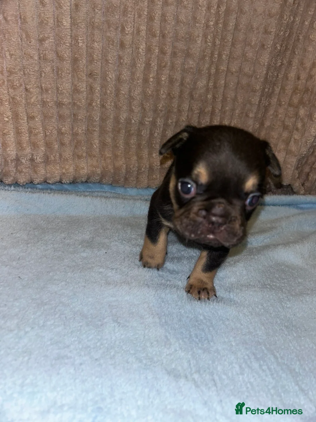 French Bulldog dogs for sale: French bulldog puppies fluffie carriers  - Advert 5