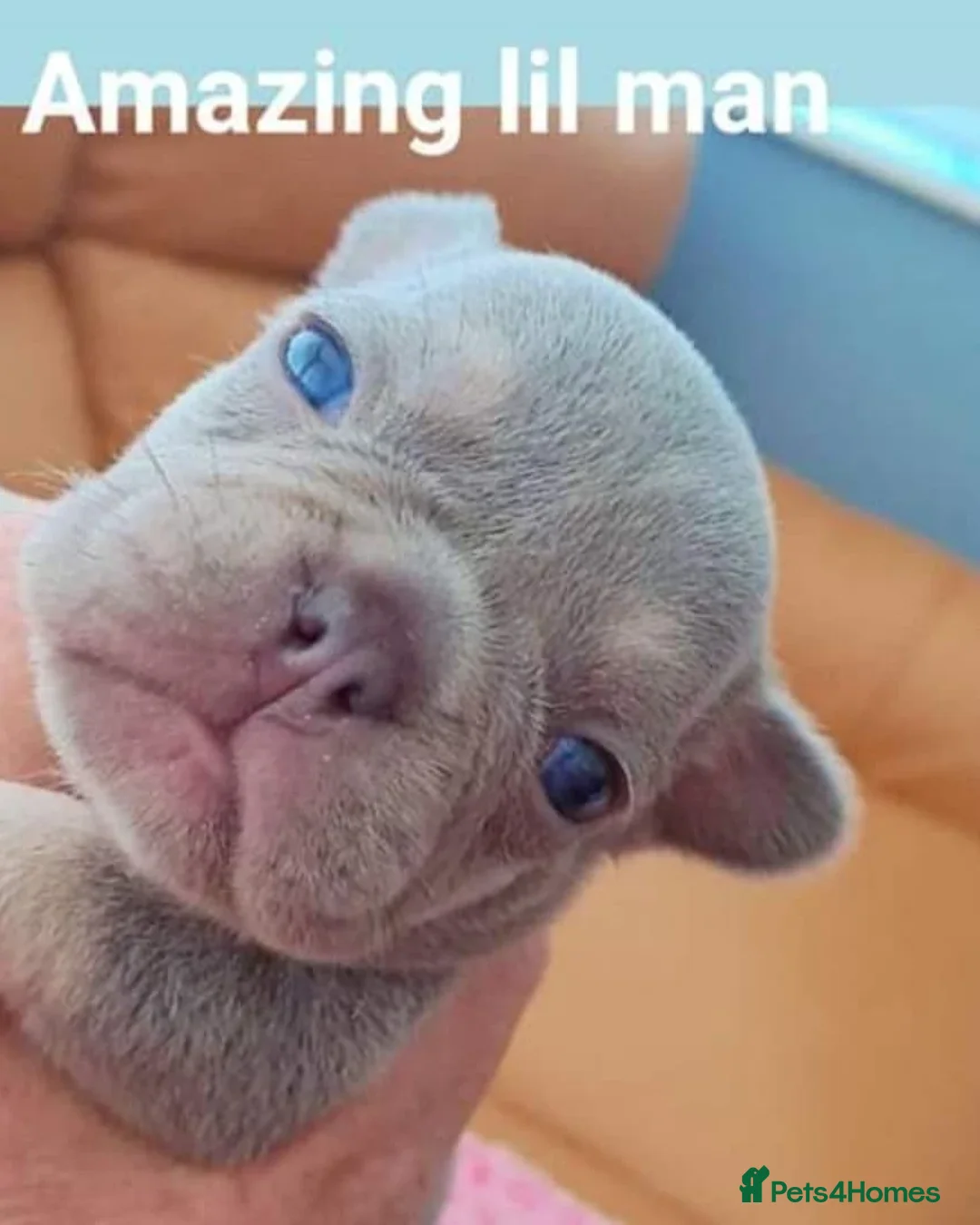 French Bulldog dogs for stud: KC TOP DRAW STUD Ramsgate  in Ramsgate - Advert 15