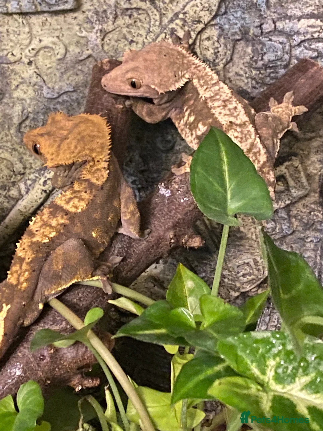 Gecko reptiles for sale: Stunning pair of breeding crested geckos with viv - Advert 1