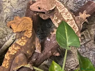 Gecko reptiles Stunning pair of breeding crested geckos with viv - Advert 14