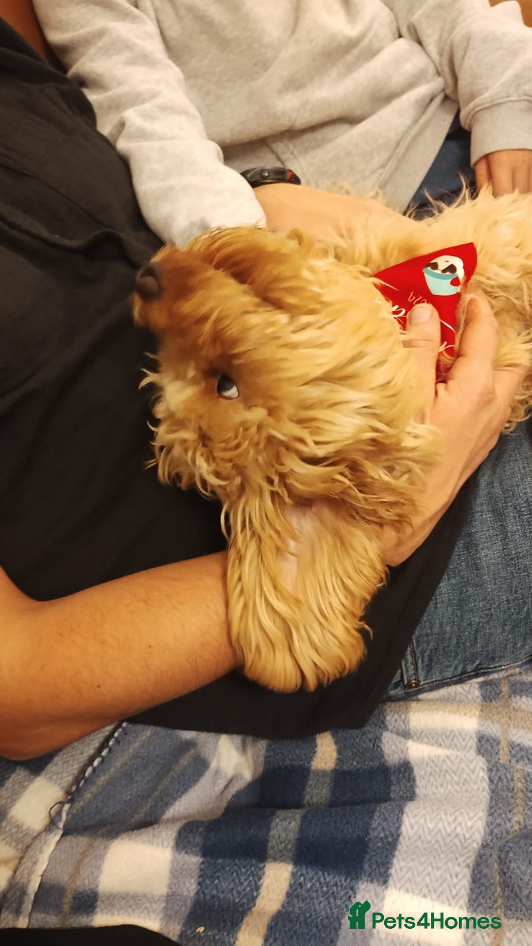 Cavapoo dogs for stud: Cavapoo F1B is ready for stud - Image 4