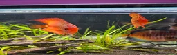Discus fish for sale: Discus fish x 6 - Advert 8