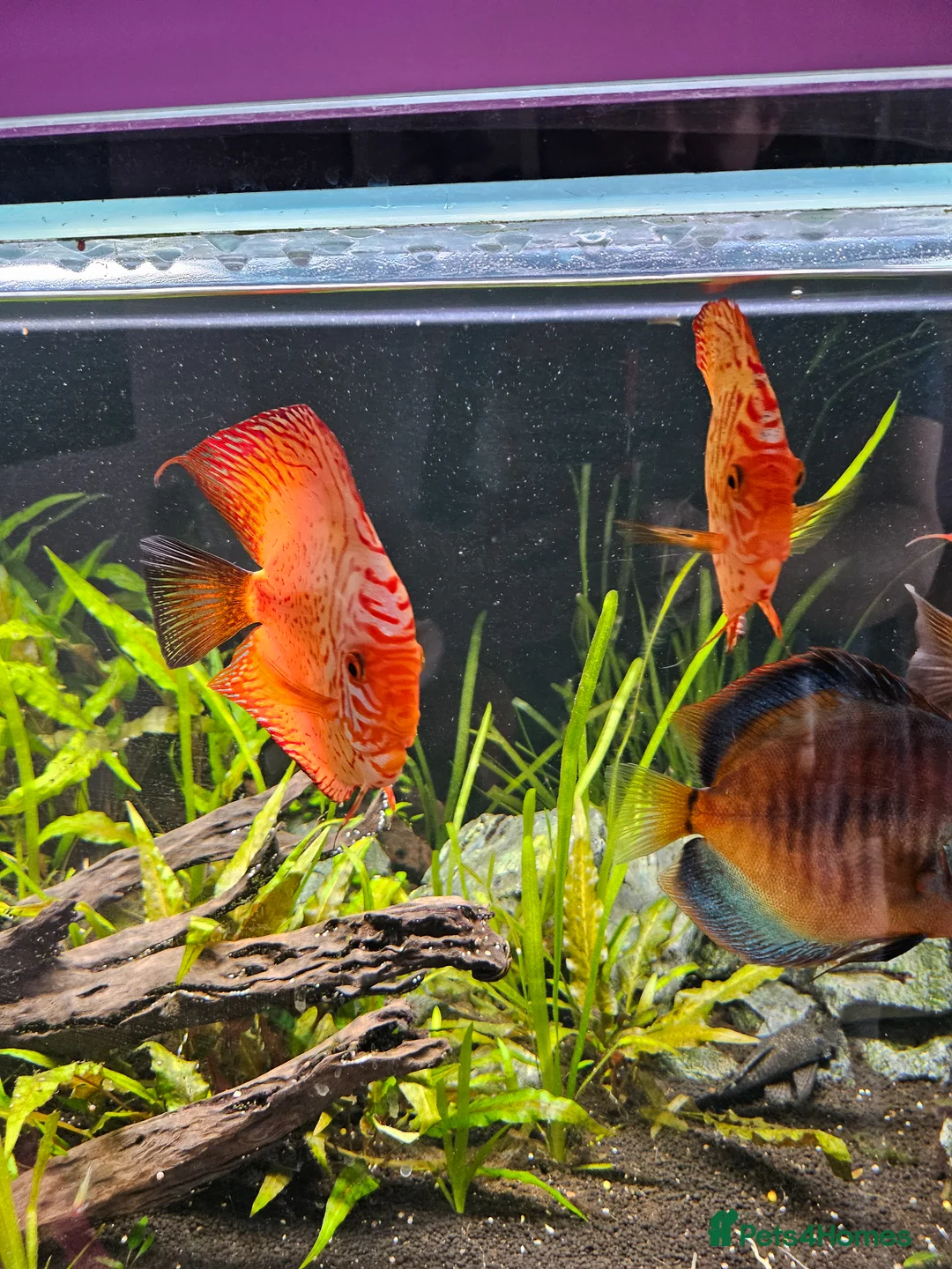 Discus fish for sale: Discus fish x 6 - Advert 8